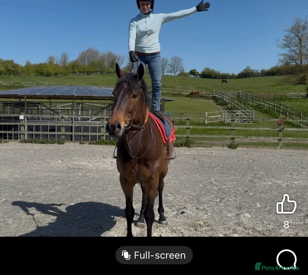 English Thoroughbred horses for sale: Louie 5 year old tb - Advert 1