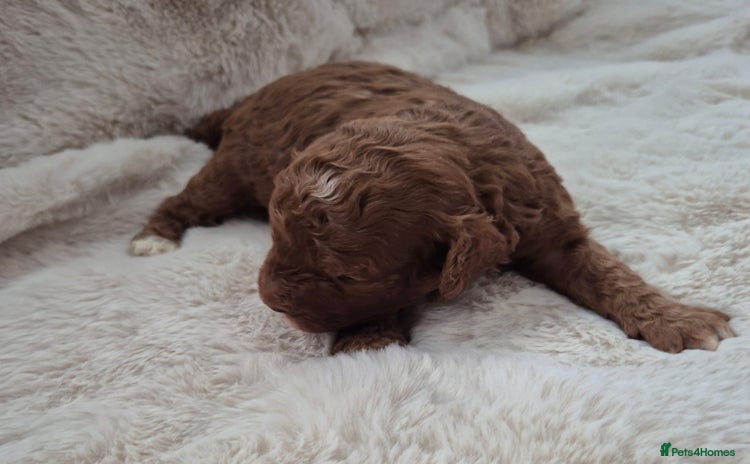 Cavapoo dogs - Advert 9