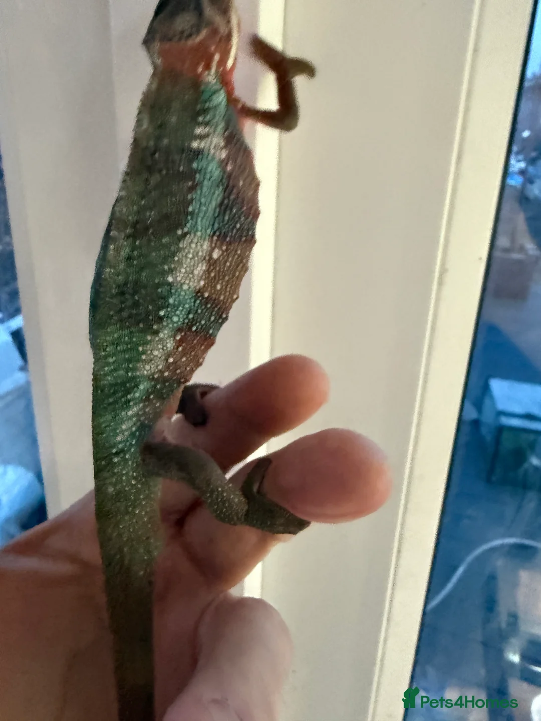 Chameleon reptiles for sale: Chameleons ambilobe - Advert 34