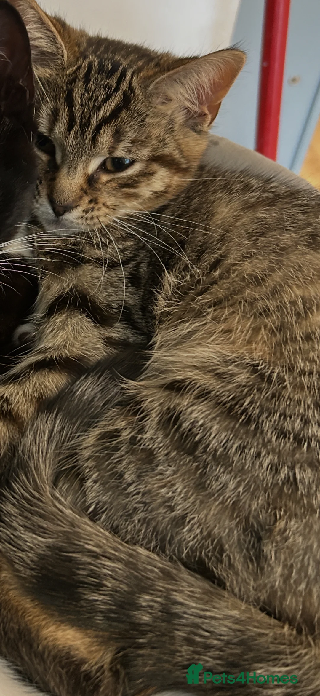 Mixed Breed cats for sale: 2 kittens looking for a loving home  - Advert 13