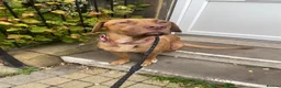 Mixed Breed dogs for sale: Boerboel x Rhodesian Ridgeback - Advert 1
