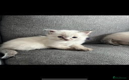 Ragdoll cats for sale: Gorgeous pedigree Ragdoll kittens for sale  - Image 12