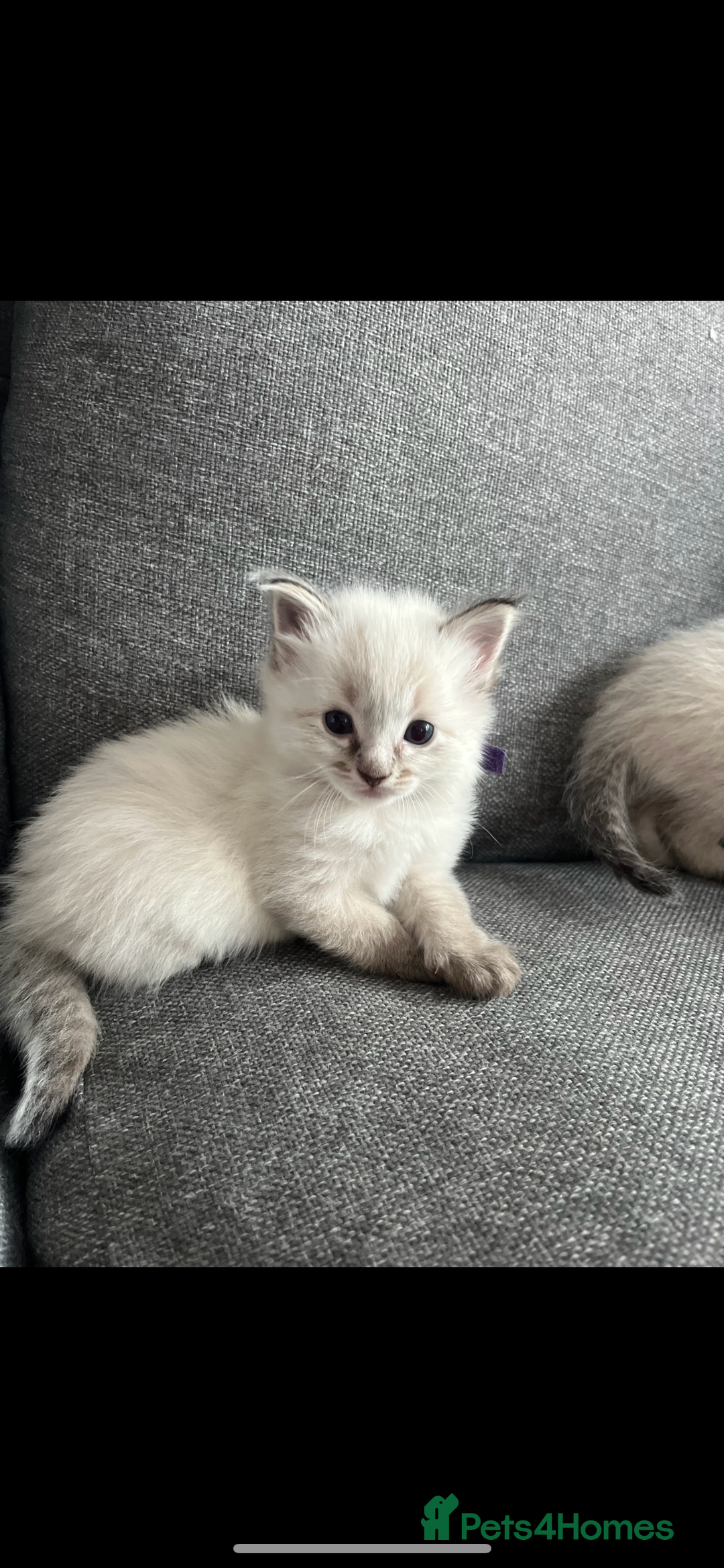 Ragdoll cats for sale: Gorgeous pedigree Ragdoll kittens for sale  - Image 12
