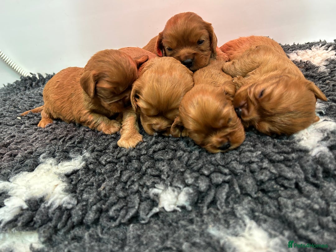 Cavalier King Charles Spaniel dogs for sale: Ruby cavalier King Charles 5*breeder - Advert 8
