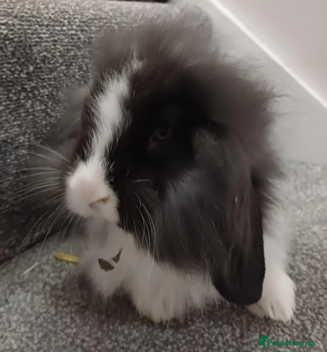 Mixed Breed rabbits for sale: Rabbits-8 weeks old. Cross lop eared, lion heads. in Benfleet - Advert 2