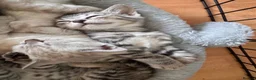Bengal cats for sale: All bengals reserved - savannah babies available  - Advert 4