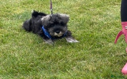 Miniature Schnauzer dogs for sale: Stunning Litter of KC Miniature Schnauzer pups - Image 8