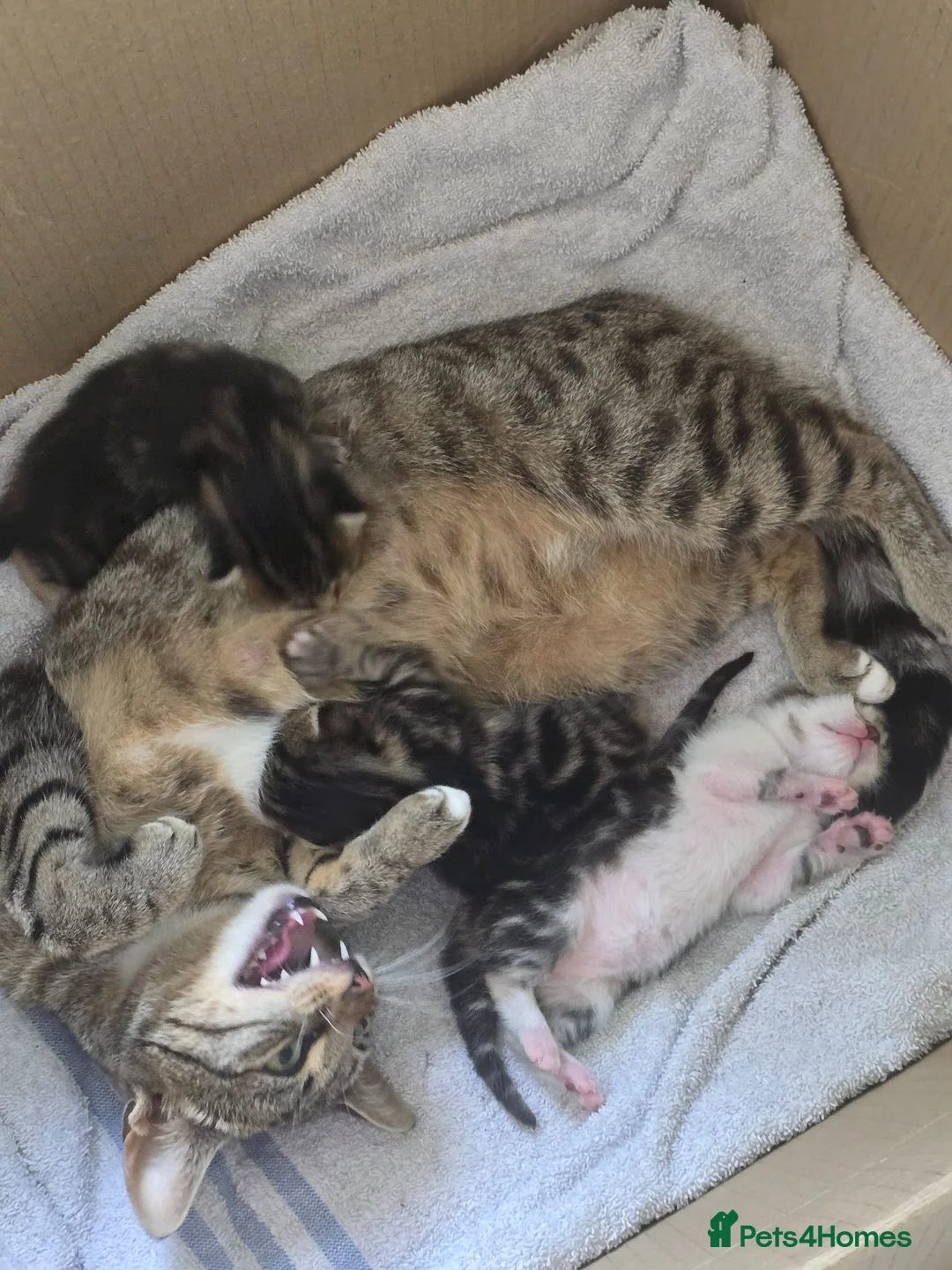 Mixed Breed cats for sale: Kittens  - Advert 8