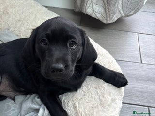 Labrador Retriever dogs - Advert 33