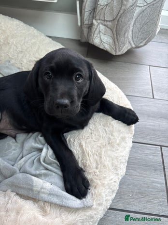 Labrador Retriever dogs - Advert 10