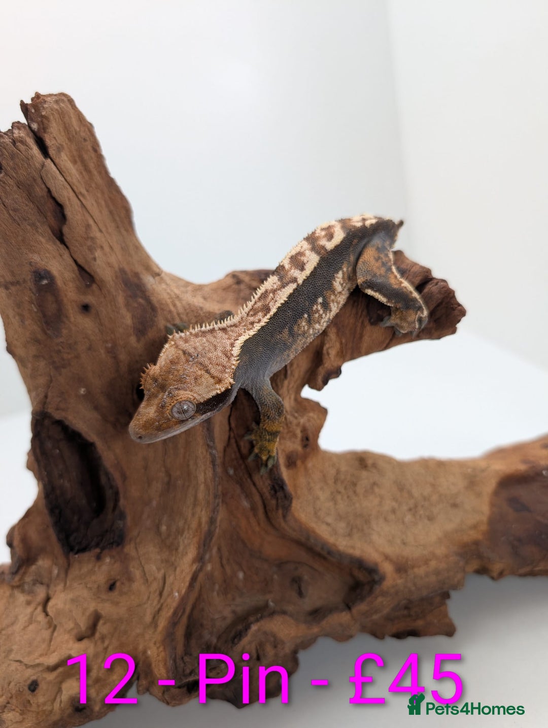 Gecko reptiles for sale: Adult Crested Geckos - Advert 12