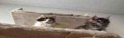 Maine Coon cats for sale: Maine Coon - Advert 7