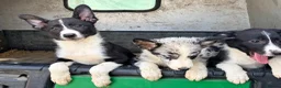 Border Collie dogs for sale:  4 beautiful border collie pups  - Advert 12