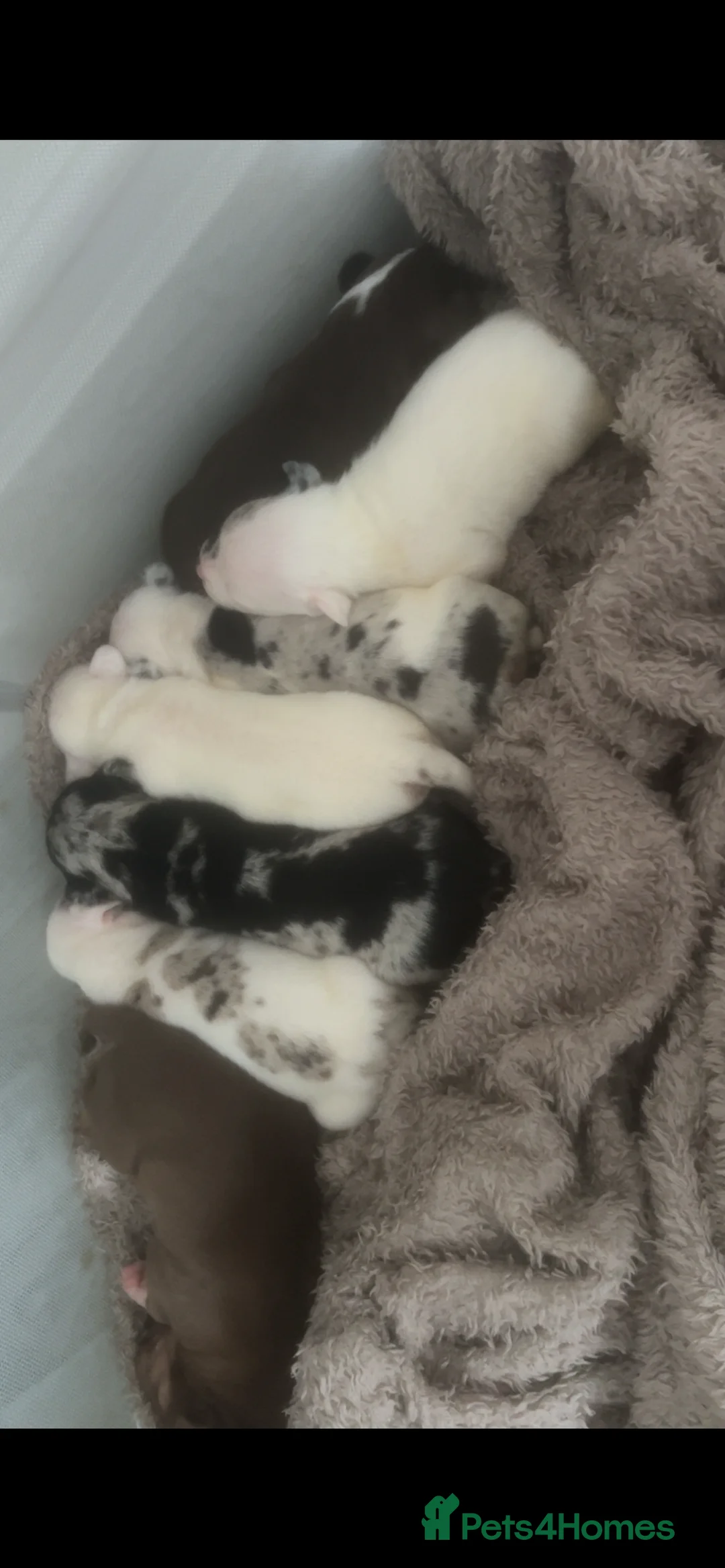 Mixed Breed dogs for sale: Miniature pocket bully cross Rottweiler/staffy  - Advert 1