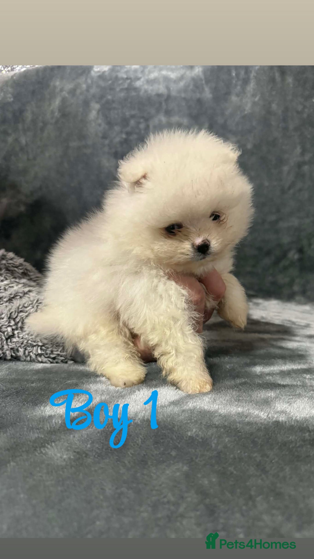 Pomeranian dogs for sale: Teddy bear optic white Pomeranians puppies - Advert 3