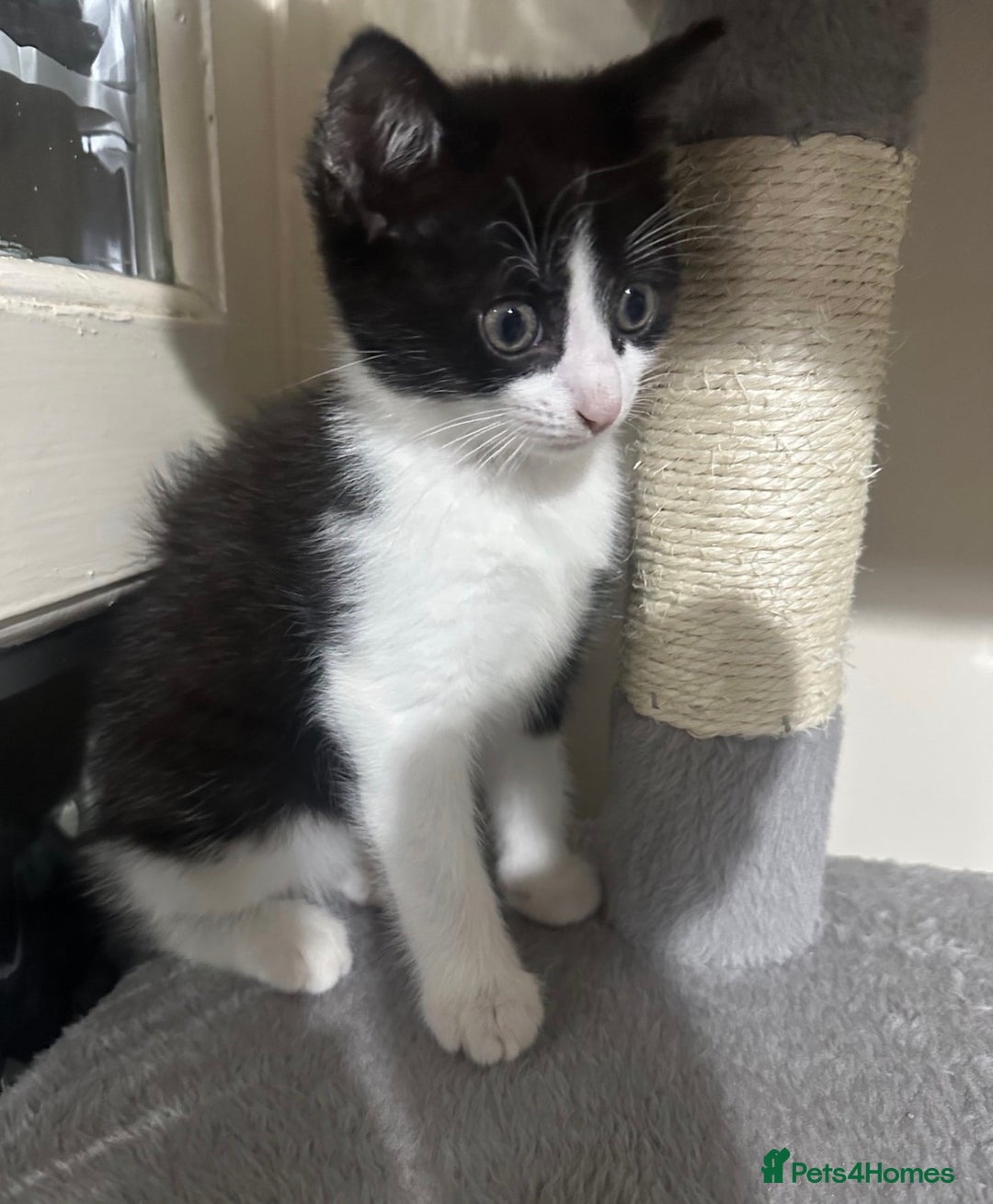 British Shorthair cats for sale: 3 kittens and 2 year old mother ready 4 rehoming  - Advert 6