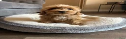 Cavapoo dogs for sale: Multigenerational Australian labradoodle cavapoo  - Advert 15