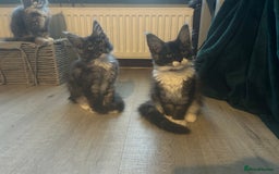 Maine Coon cats for sale: 4 LEFT! Tica registered non active mainecoons - Image 22