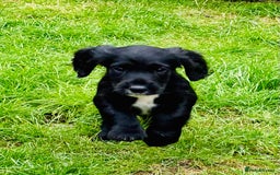 Cocker Spaniel dogs for sale:  (LAST 1) 2beautiful cocker spaniels left out of 7 - Image 9