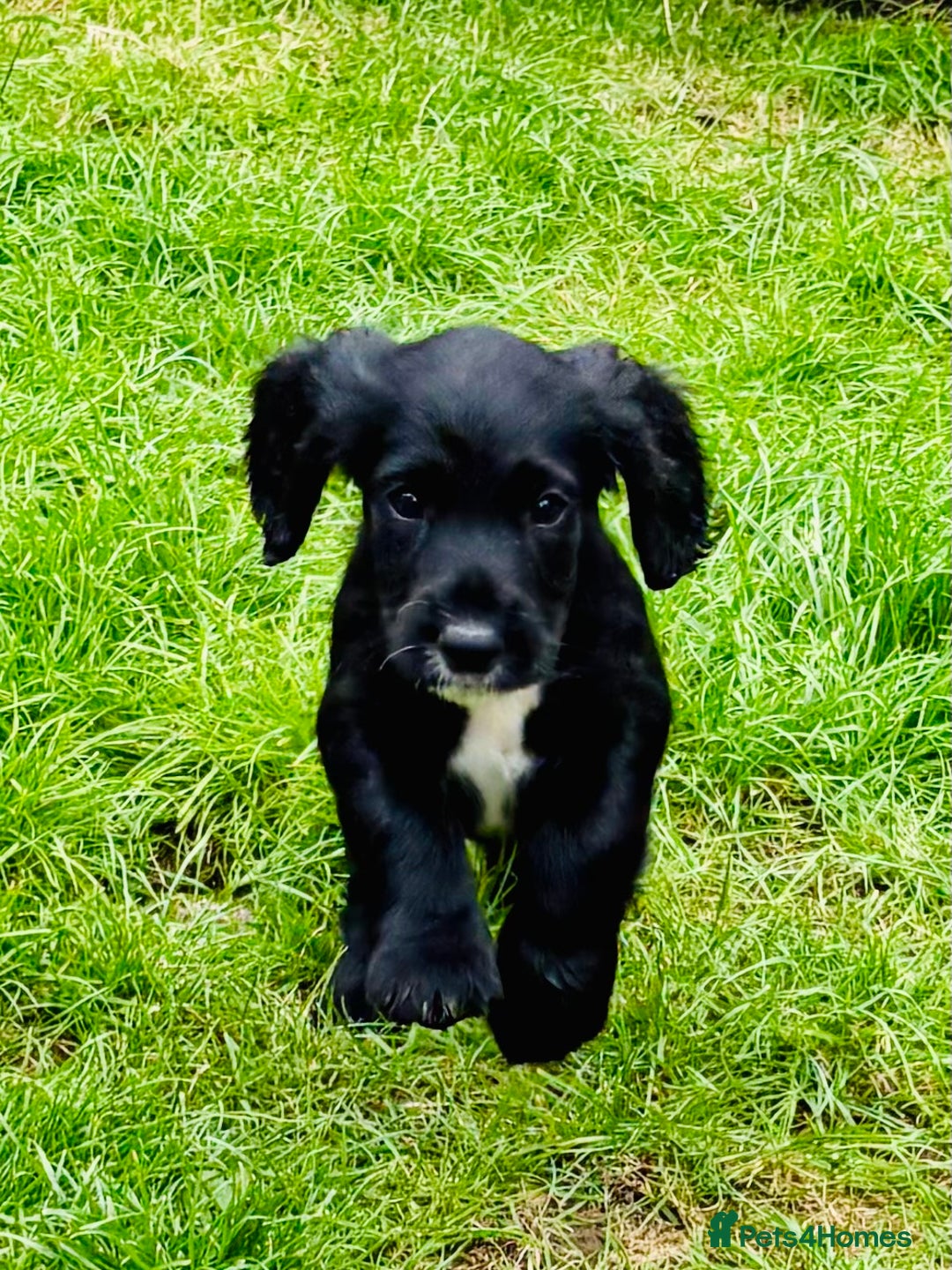 Cocker Spaniel dogs for sale:  (LAST 1) 2beautiful cocker spaniels left out of 7 - Image 9