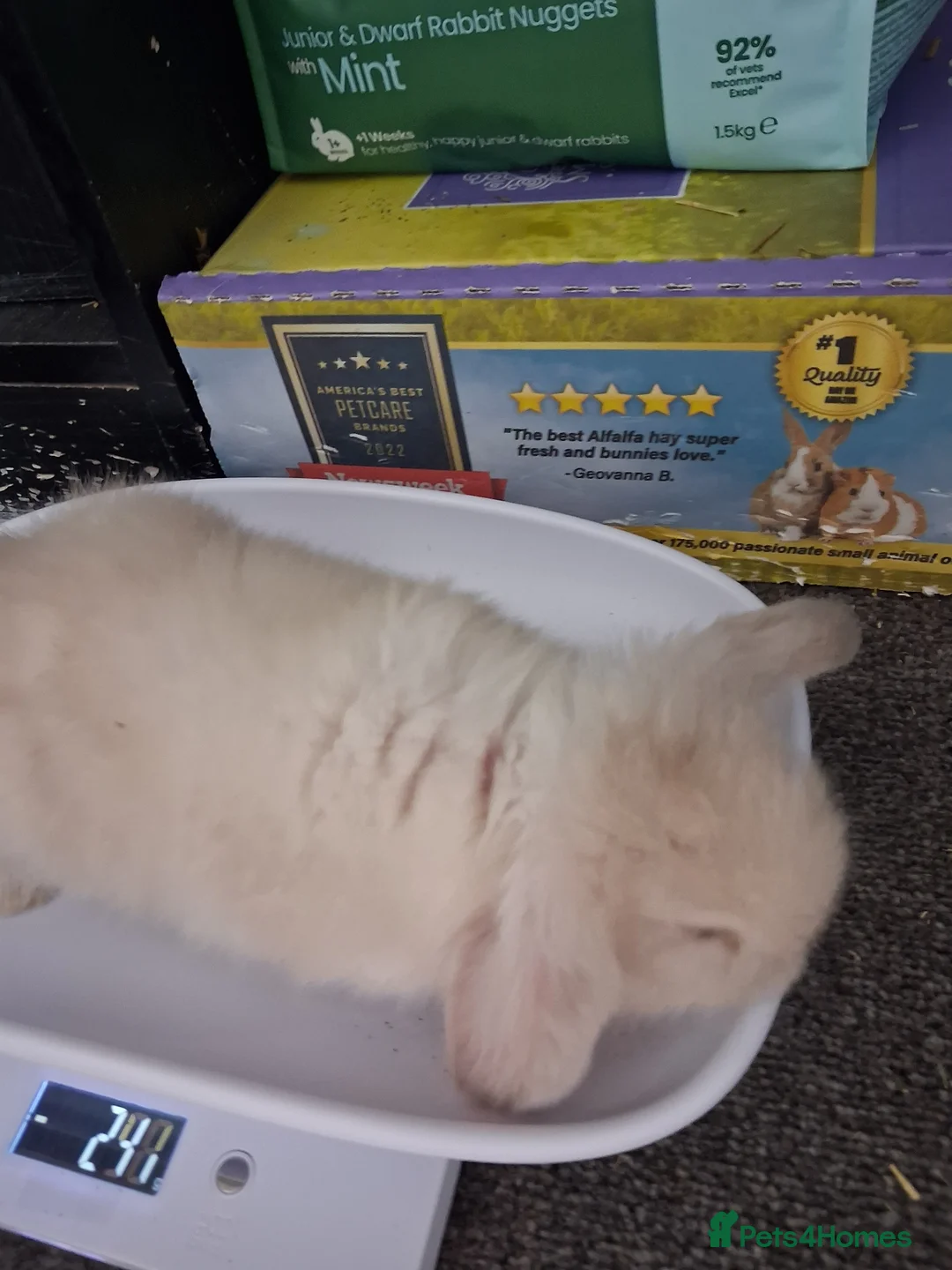 Mini Lop rabbits for sale: Baby purebred mini lops  - Advert 7
