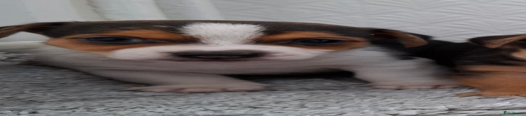 Jack Russell Puppy 2
