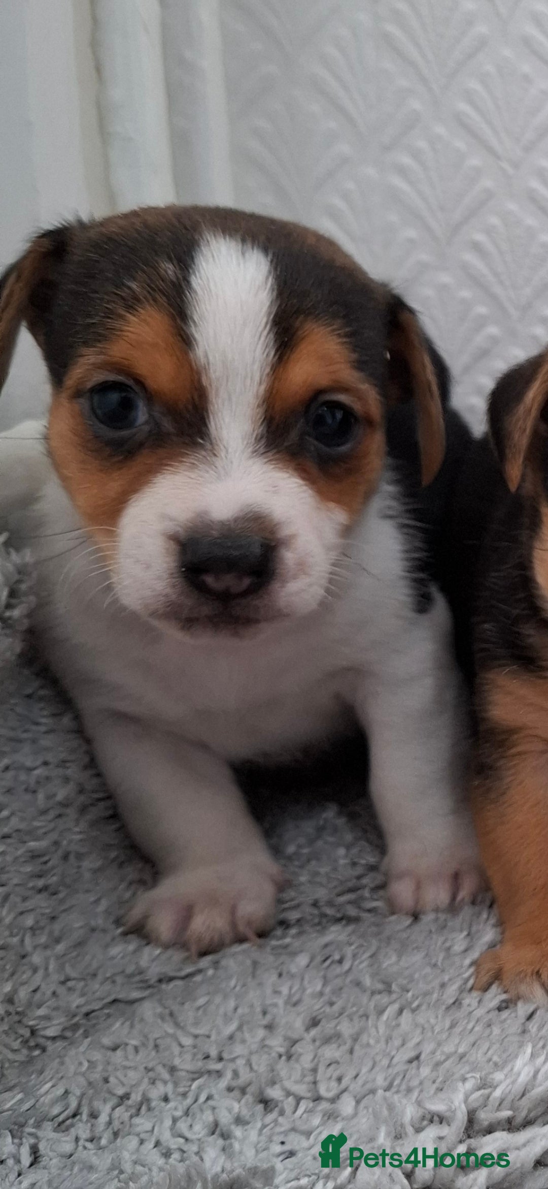 Jack Russell dogs for sale: Jack Russel puppy's  - Image 10