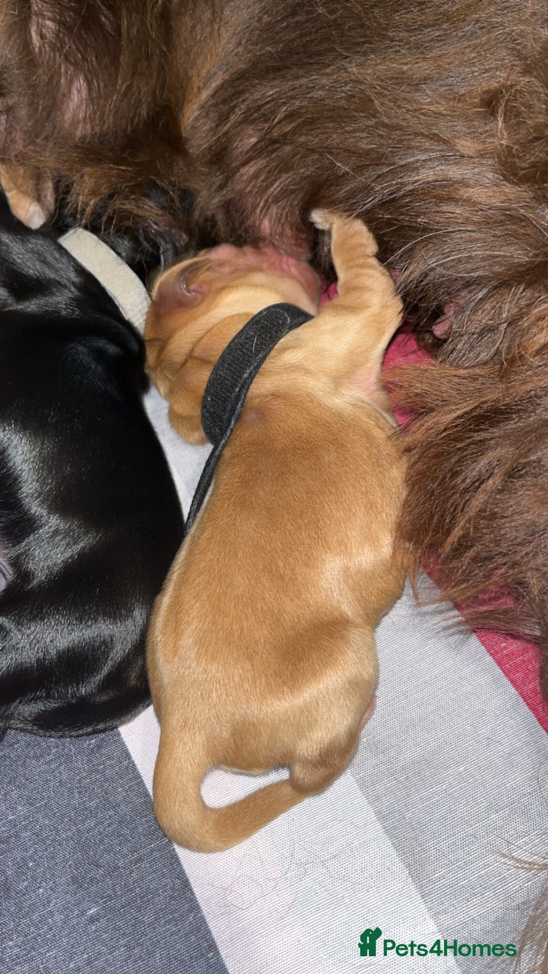 Sprocker dogs for sale: 9 gorgeous Sprocker pups - Image 12