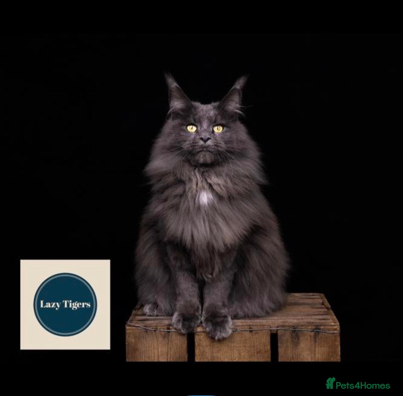 Maine Coon cats 🐈‍⬛ GIANT EUROPEAN MAINE COON KITTENS 🐈‍⬛  - Advert 1