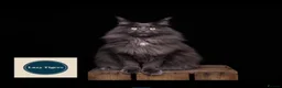 Maine Coon cats for sale: 🐈‍⬛ GIANT EUROPEAN MAINE COON KITTENS 🐈‍⬛  - Advert 1