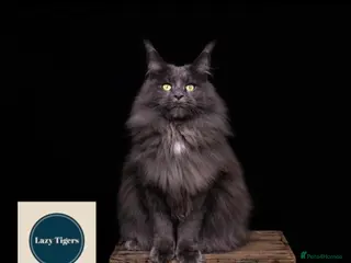 Maine Coon cats for sale: 🐈⬛ GIANT EUROPEAN MAINE COON KITTENS 🐈⬛ - Advert 1