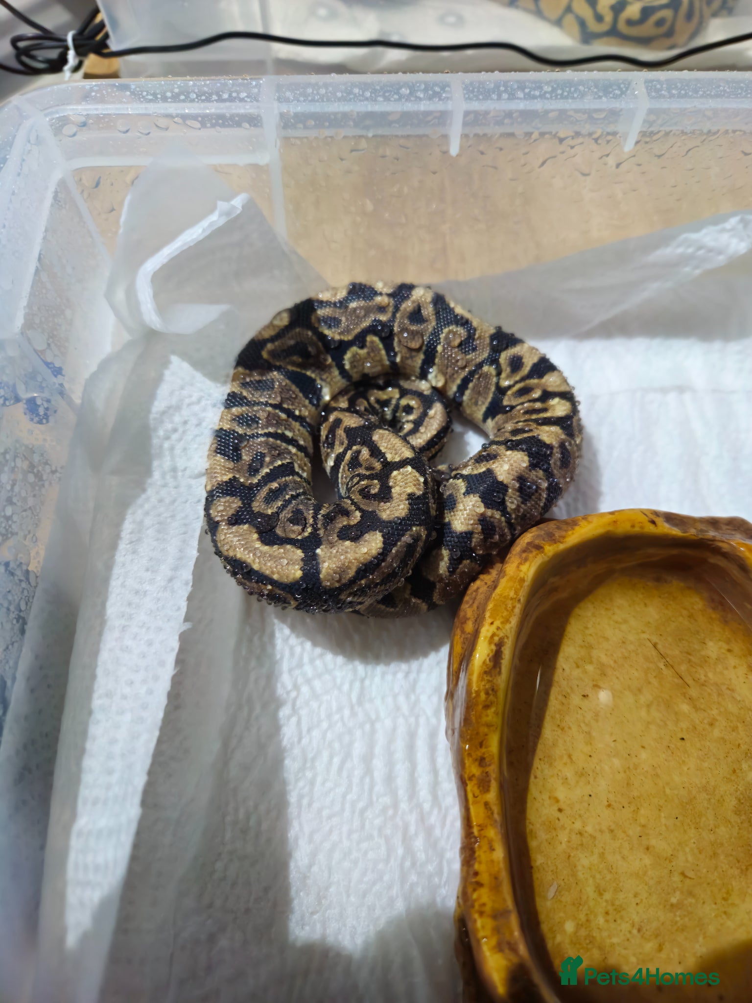 Python Snake reptiles for sale: spotnose het clown/ clown clutch - Advert 16