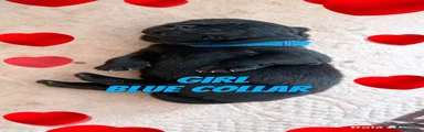 Blue collar 