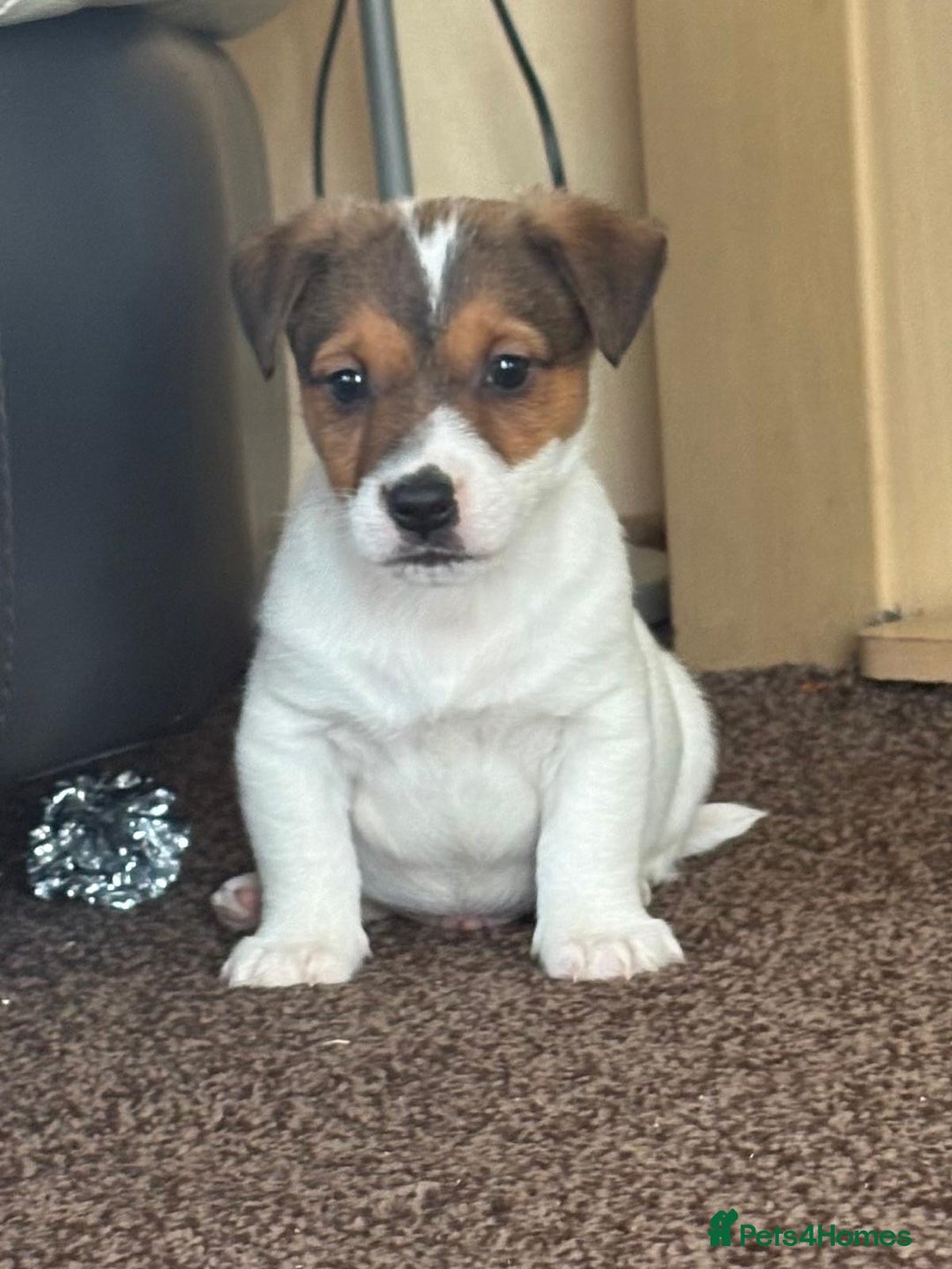 Jack Russell dogs for sale: Miniature Jack Russell Puppies… - Advert 6