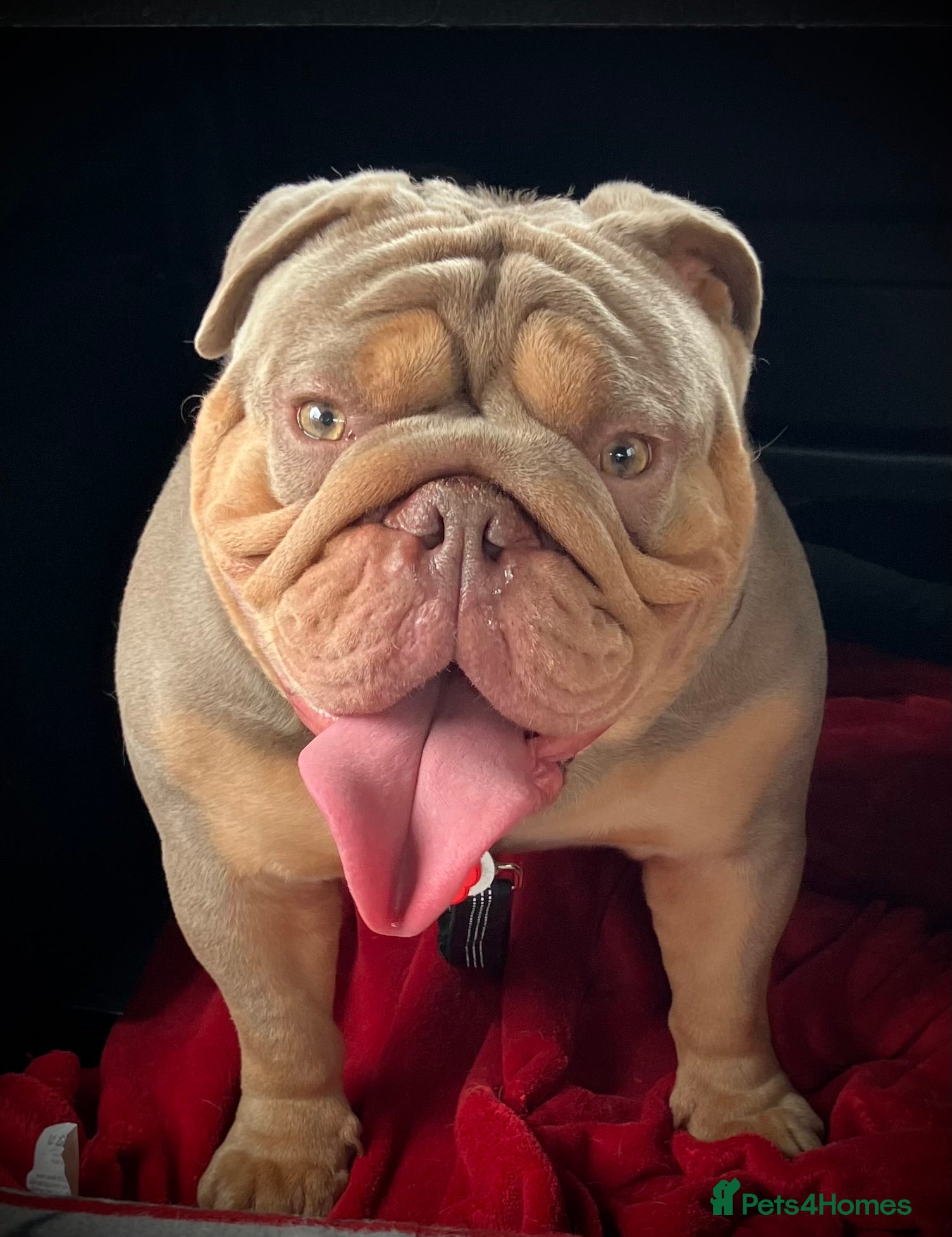 English Bulldog dogs ⭐️Proven English Bulldog available for stud⭐️ in Solihull - Advert 18