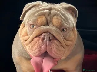 English Bulldog dogs ⭐️Proven English Bulldog available for stud⭐️ in Solihull - Advert 14