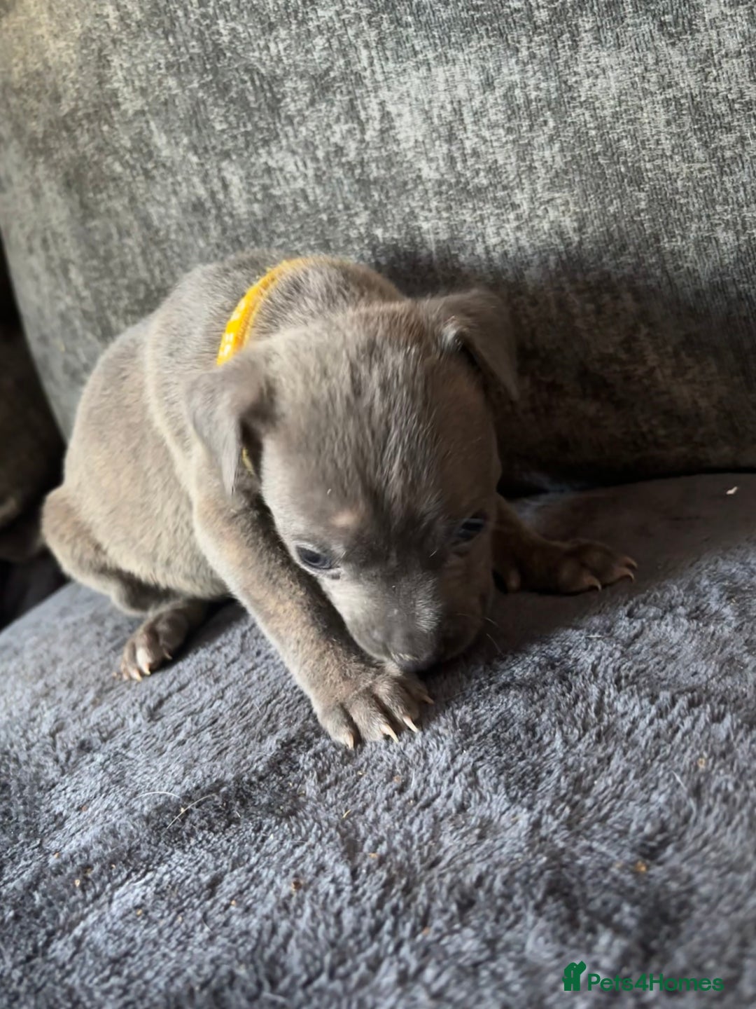 Mixed Breed dogs for sale: Cane corso x pressa pups ready to leave  - Advert 9