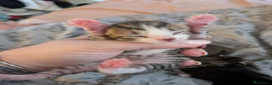 Tabby boy 2