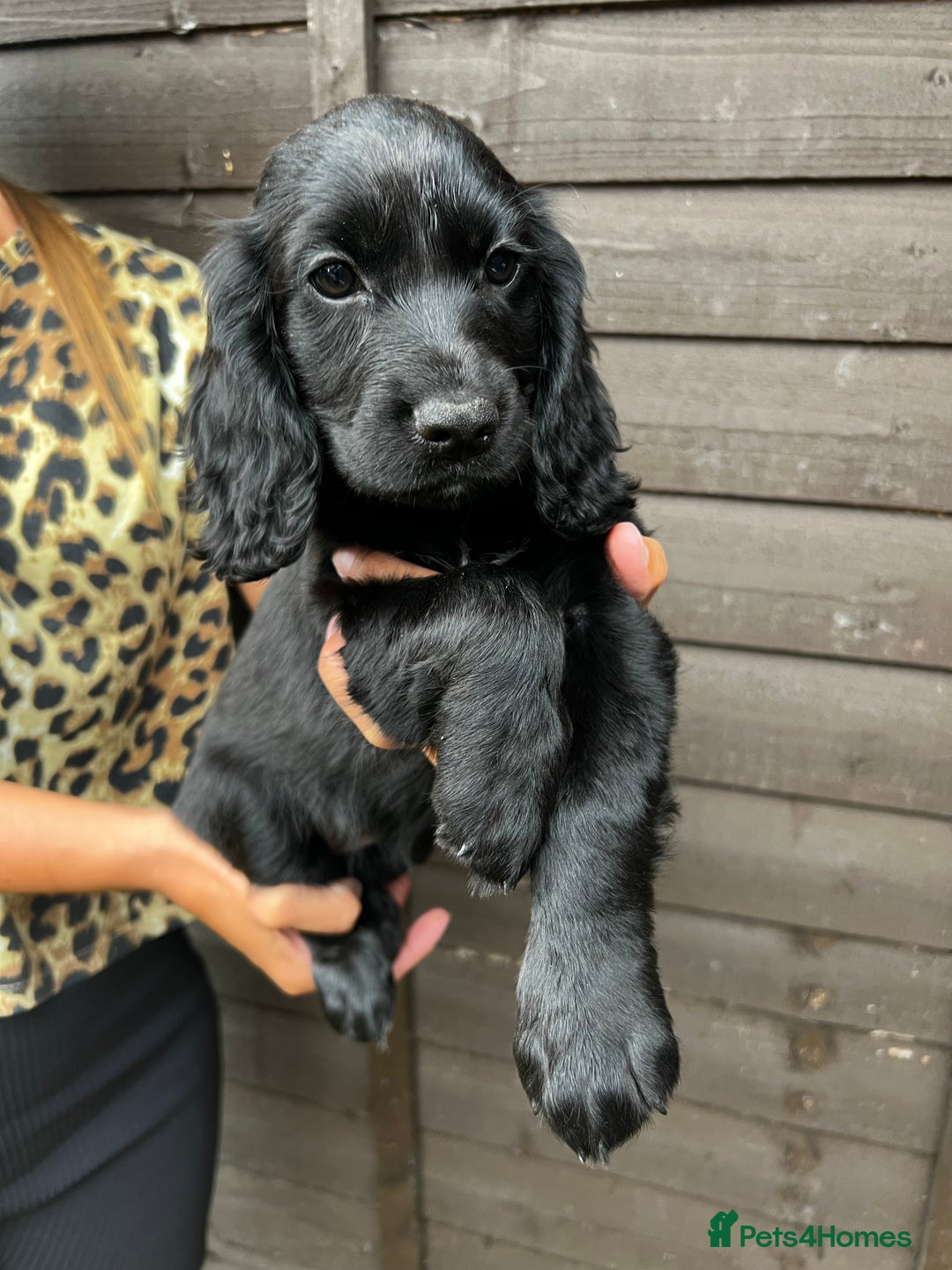 Cocker Spaniel dogs for sale: Cocker spaniel female puppies  - Image 25