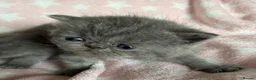 Exotic cats for sale: Exotic Shorthair Kittens For Sale - Advert 32