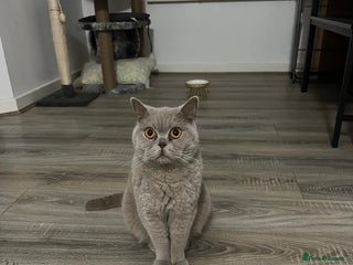 British Shorthair cats British Short Hair Lilac Female - Advert 15