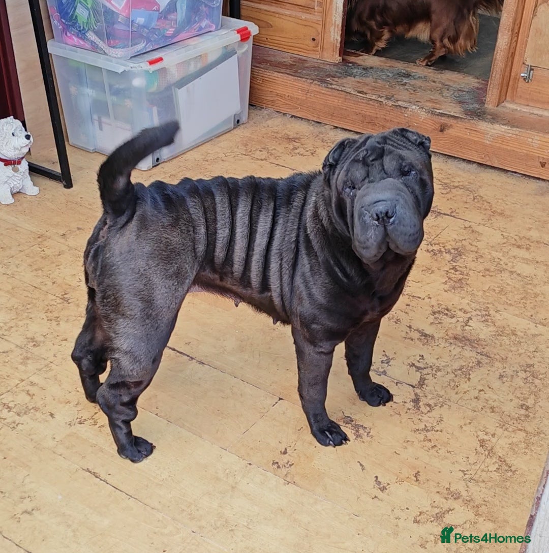 Shar Pei dogs Sharpei female - 3 years old - Advert 1