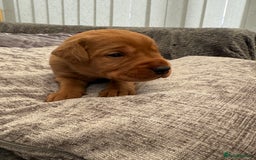 Labrador Retriever dogs for sale: Fox Red Labrador Puppies - Image 12