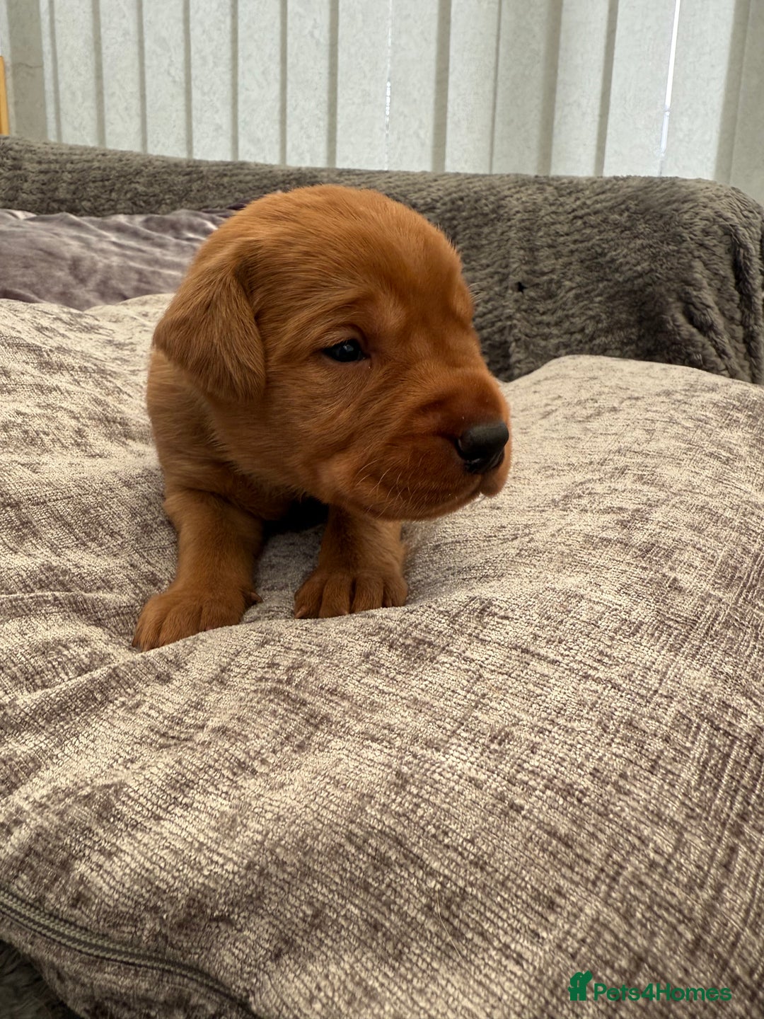 Labrador Retriever dogs for sale: Fox Red Labrador Puppies - Image 12