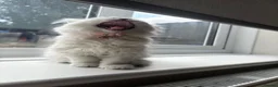 Persian cats for sale: Female Persian chinchilla  in Epping - Advert 3