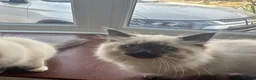 Ragdoll cats for sale: Stunning ragdoll girls for sale  in Grays - Advert 7