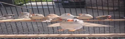 Finches birds for sale: Mixed 5 month old Zebra finch - Advert 4