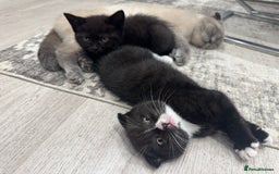 Scottish Fold cats for sale: Scottish fold and straight kitten - Image 5