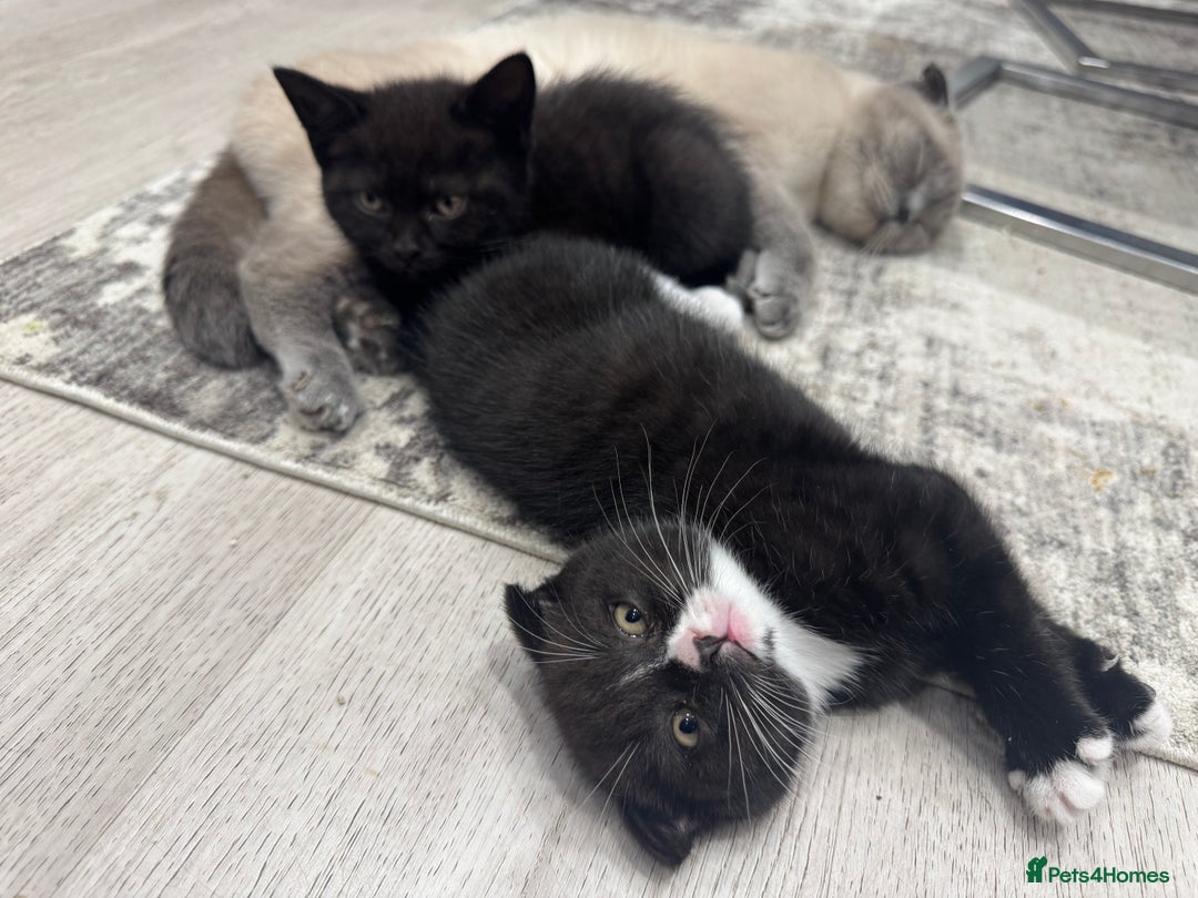 Scottish Fold cats for sale: Scottish fold and straight kitten - Image 5