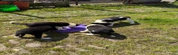 Border Collie dogs for sale: Border collie pups  in Haltwhistle - Advert 12
